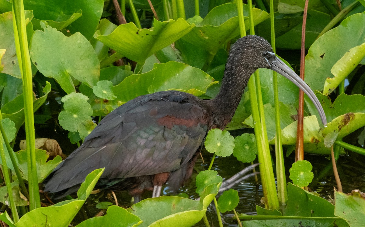 ibis hnědý - ML617345442