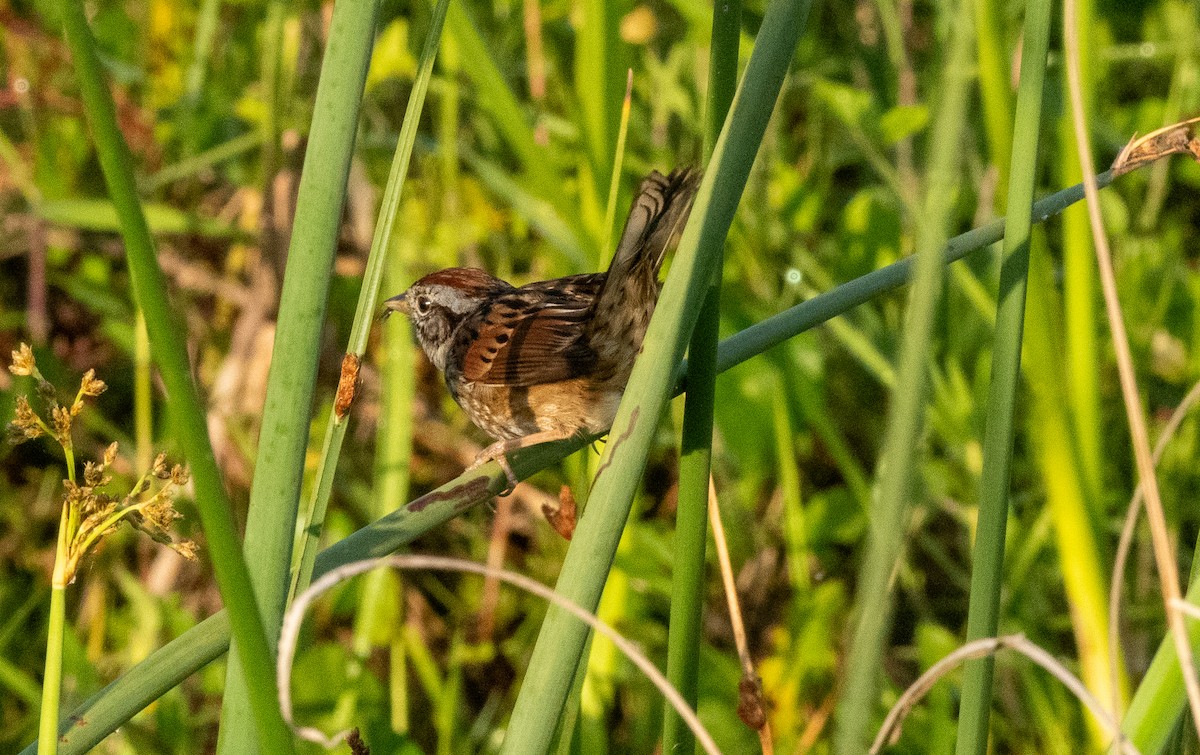 Swamp Sparrow - Gallus Quigley