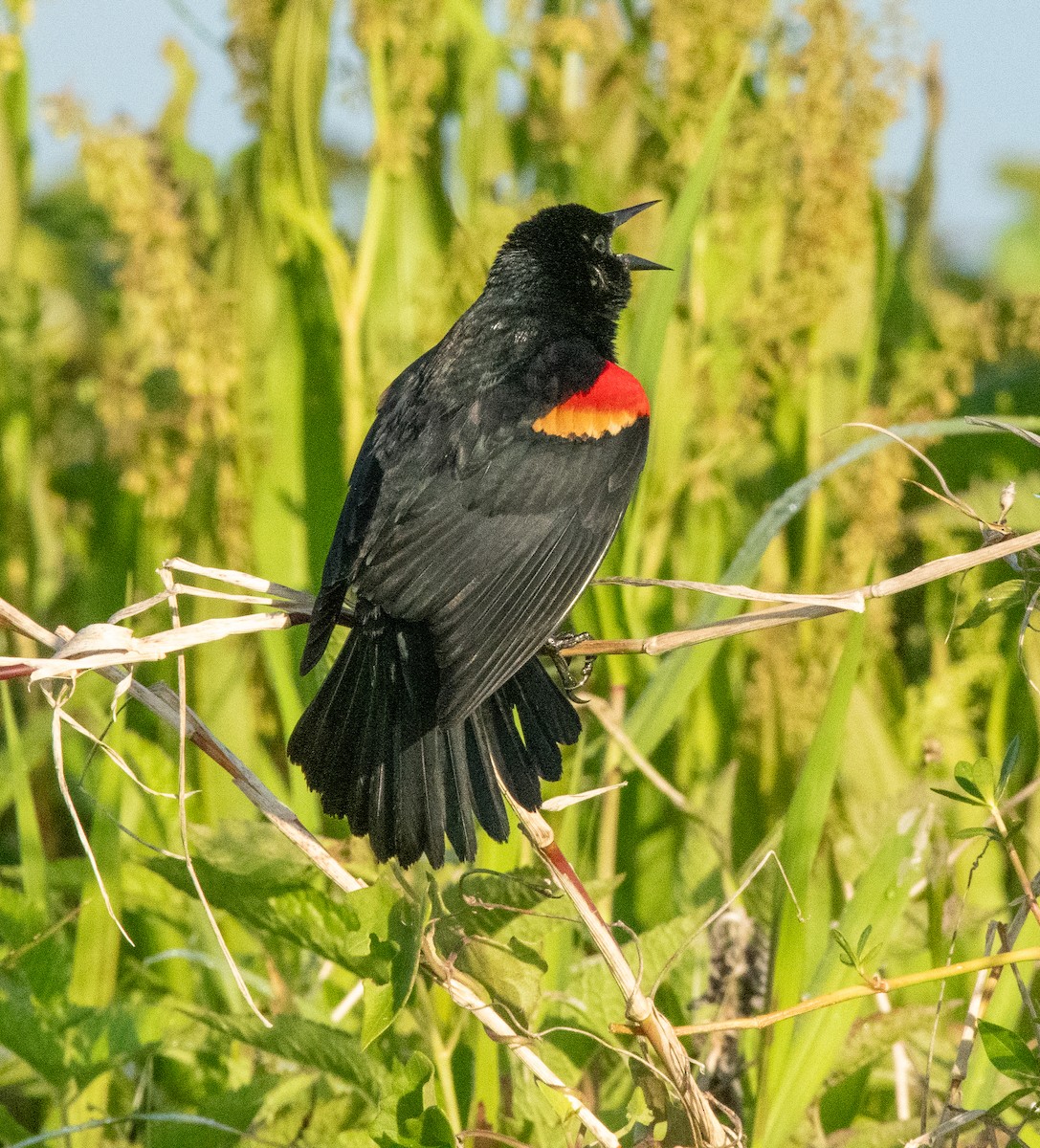 Red-winged Blackbird (Red-winged) - ML617345446