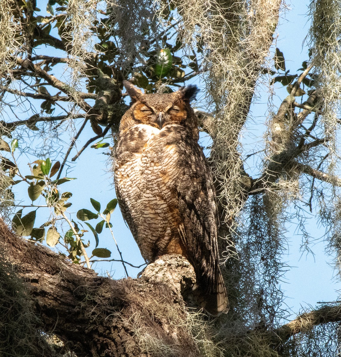 Great Horned Owl - ML617345460