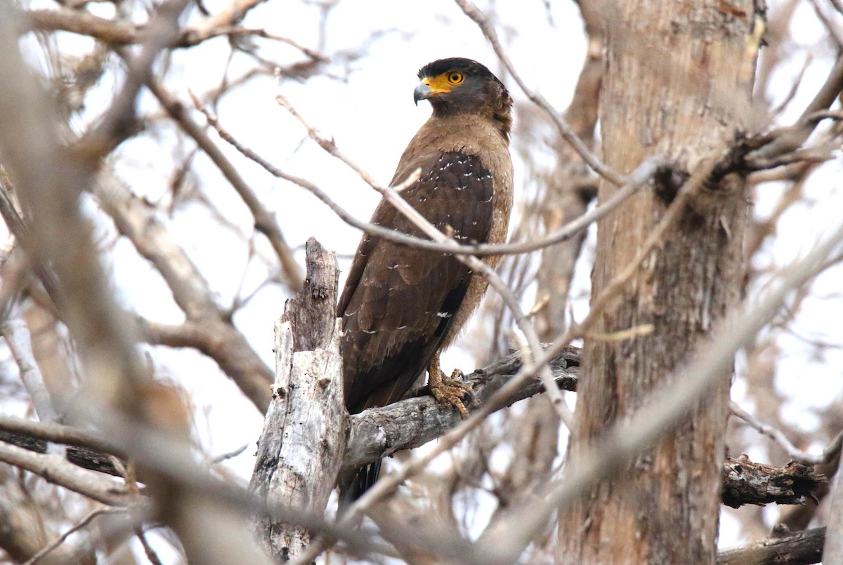 Crested Serpent-Eagle - ML617345470