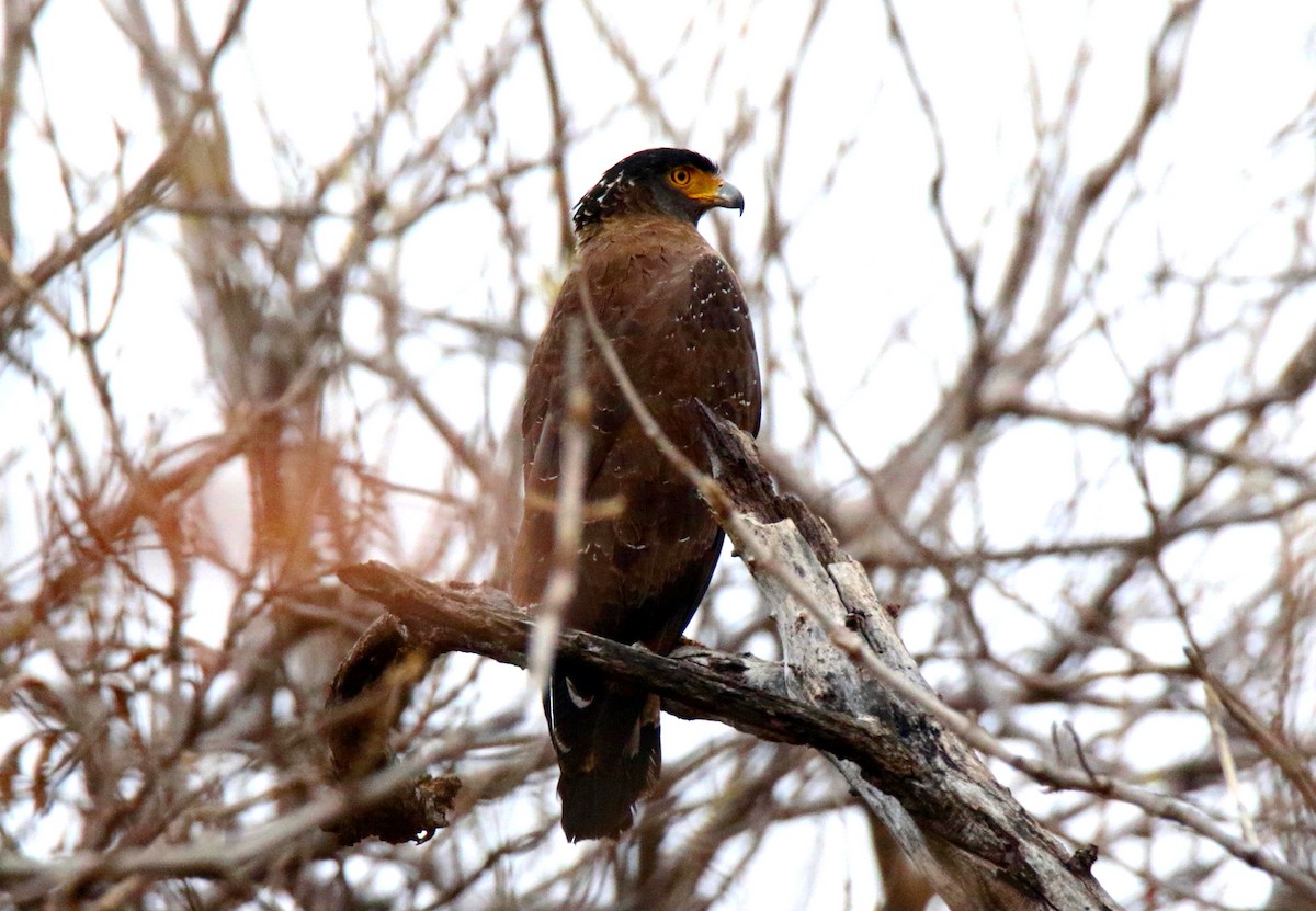 Crested Serpent-Eagle - ML617345471