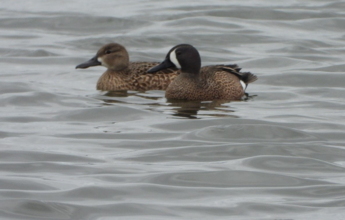 Blue-winged Teal - ML617345516