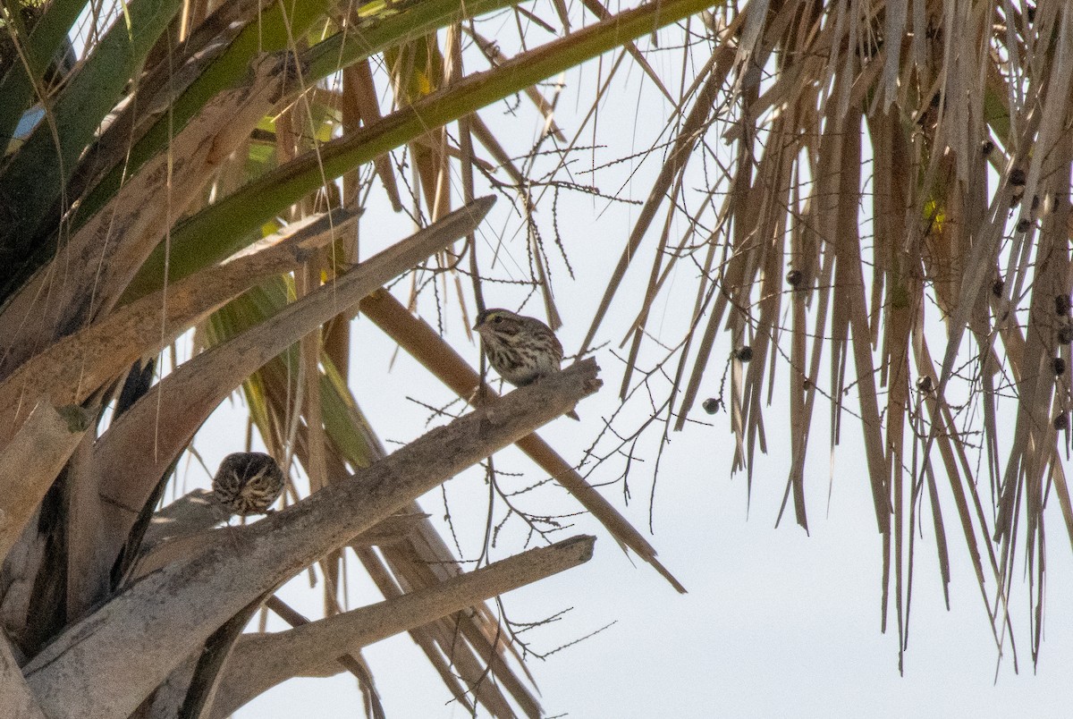 Savannah Sparrow (Savannah) - ML617345547