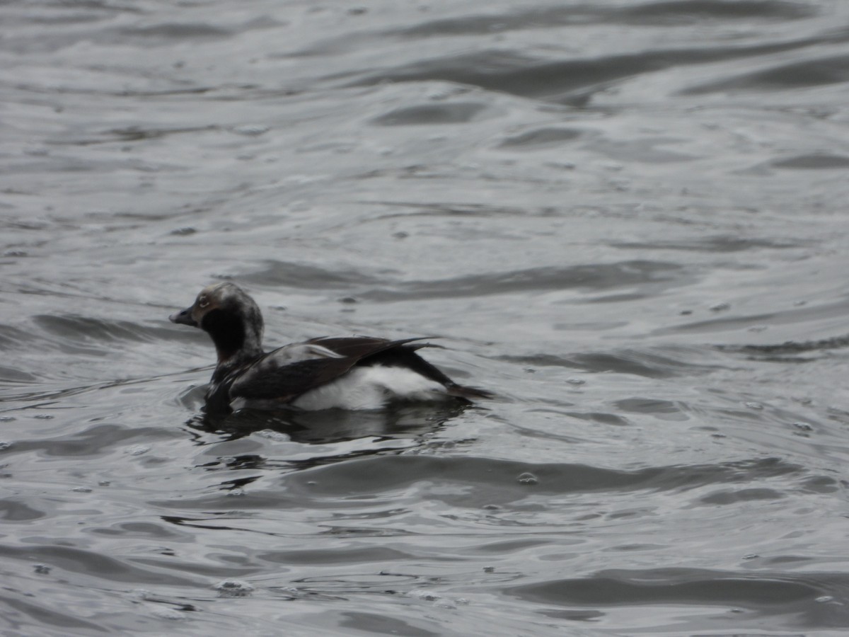 Long-tailed Duck - ML617345569