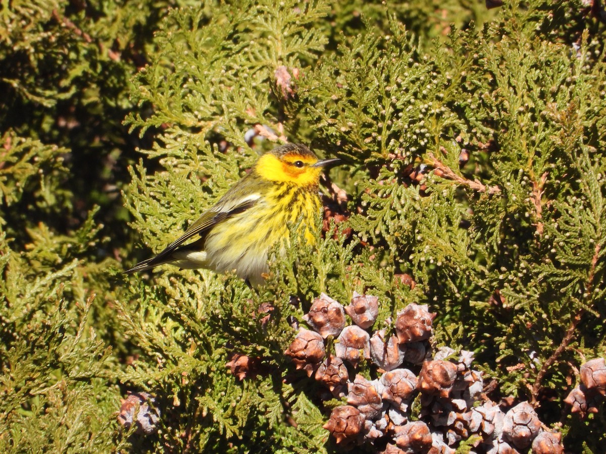 Cape May Warbler - ML617345755