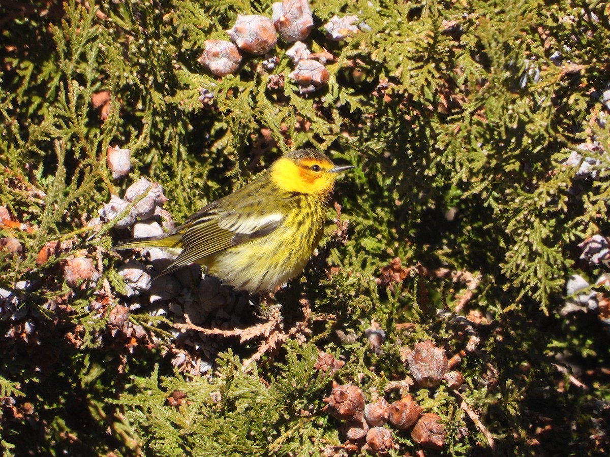 Cape May Warbler - ML617345756