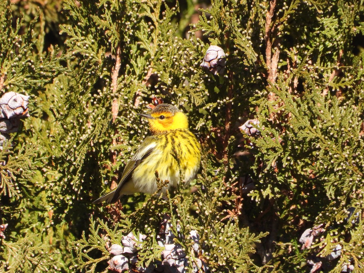 Cape May Warbler - ML617345758