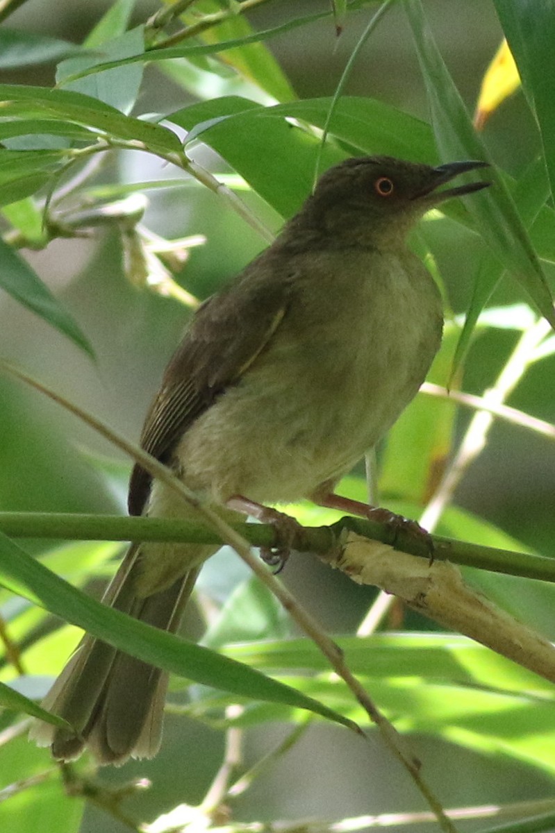 Red-eyed Bulbul - Dave O'Connor
