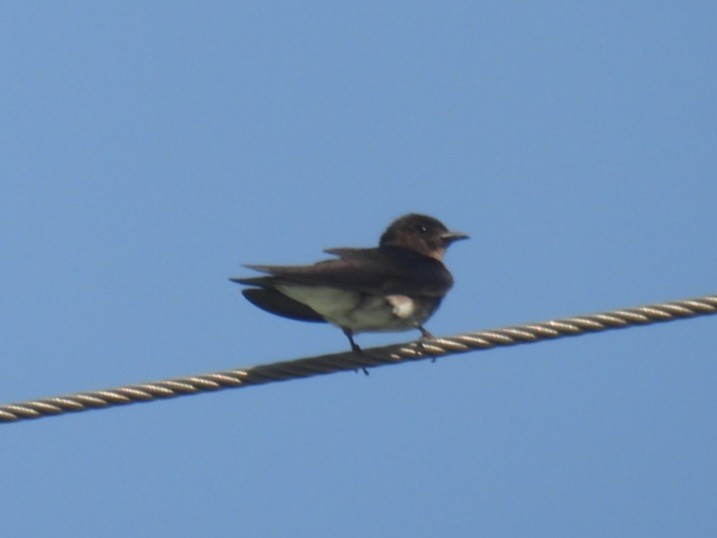 White-winged Swallow - ML617345923