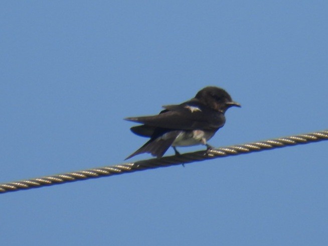 White-winged Swallow - ML617345924