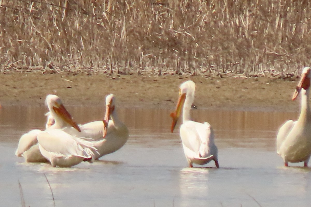 pelikán severoamerický - ML617346092