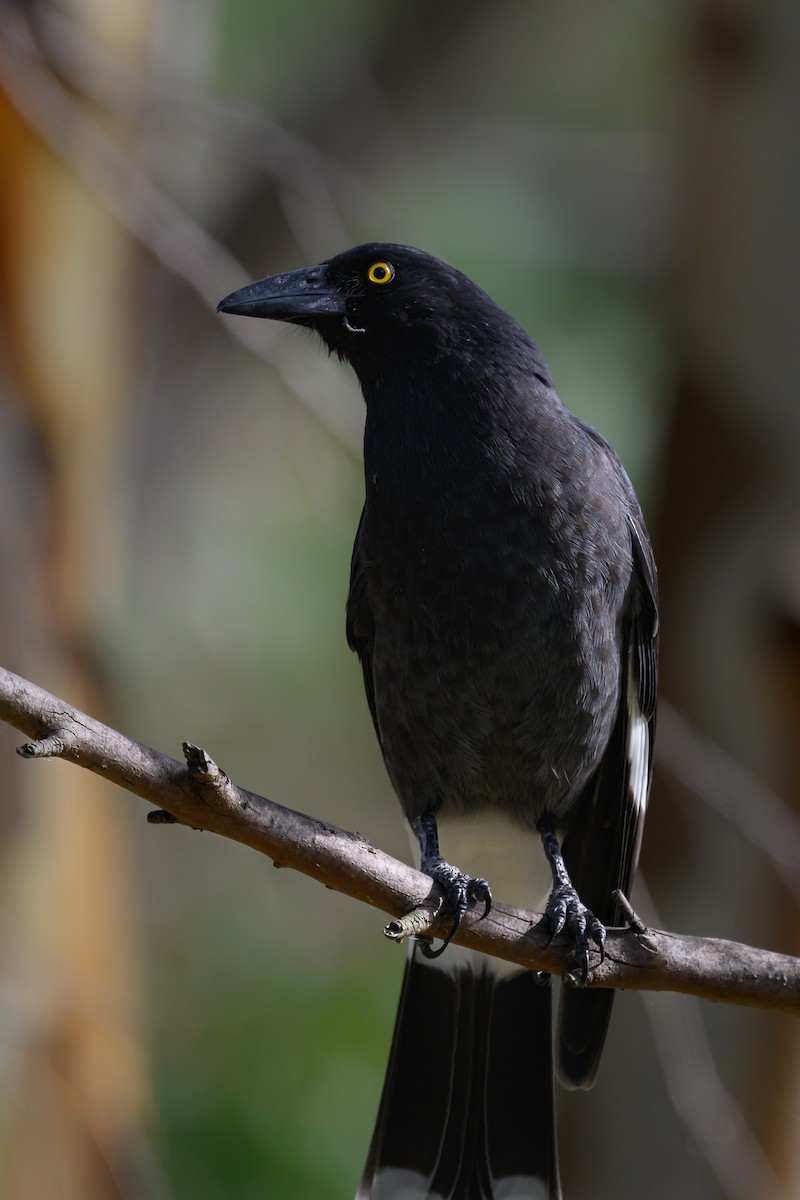 Pied Currawong - ML617346094