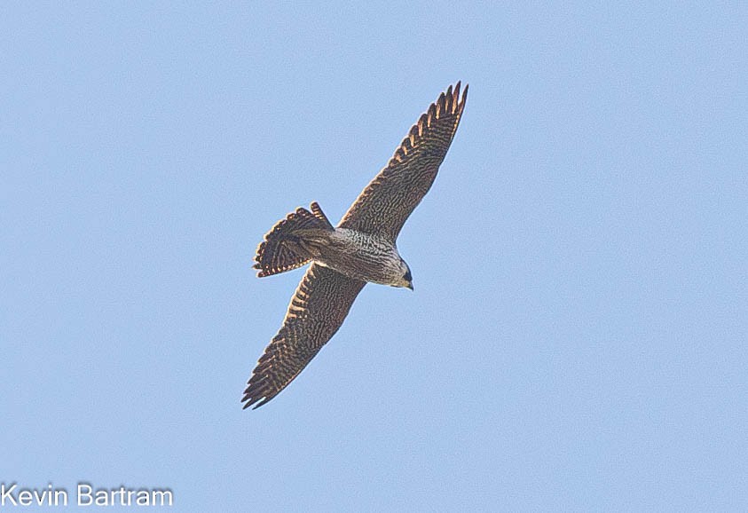 Peregrine Falcon (Australian) - ML617346322