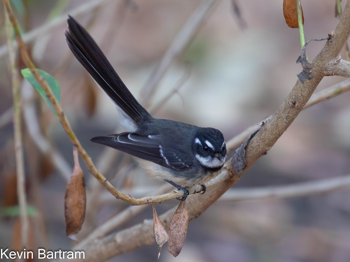 Gray Fantail (albiscapa) - ML617346348