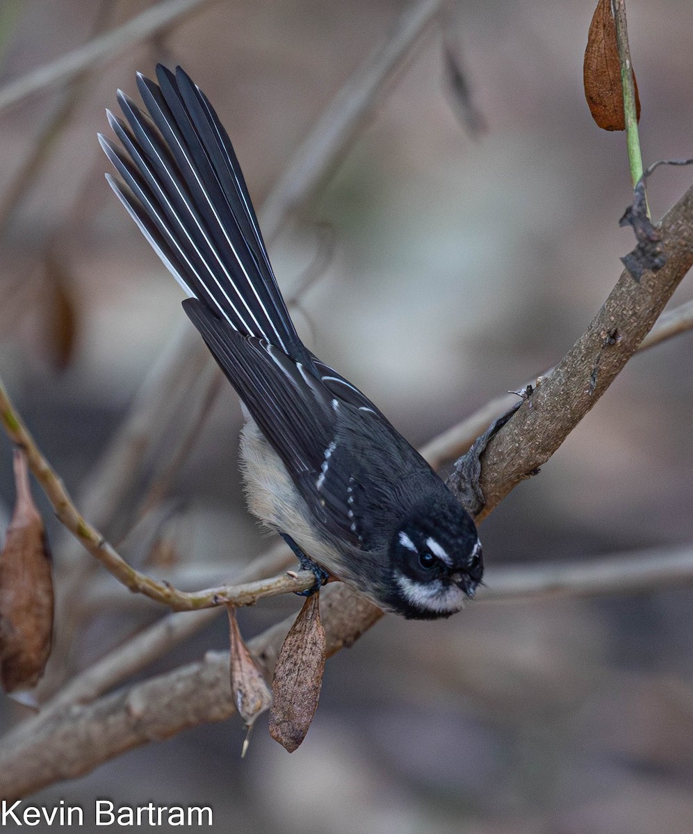 Gray Fantail (albiscapa) - ML617346349