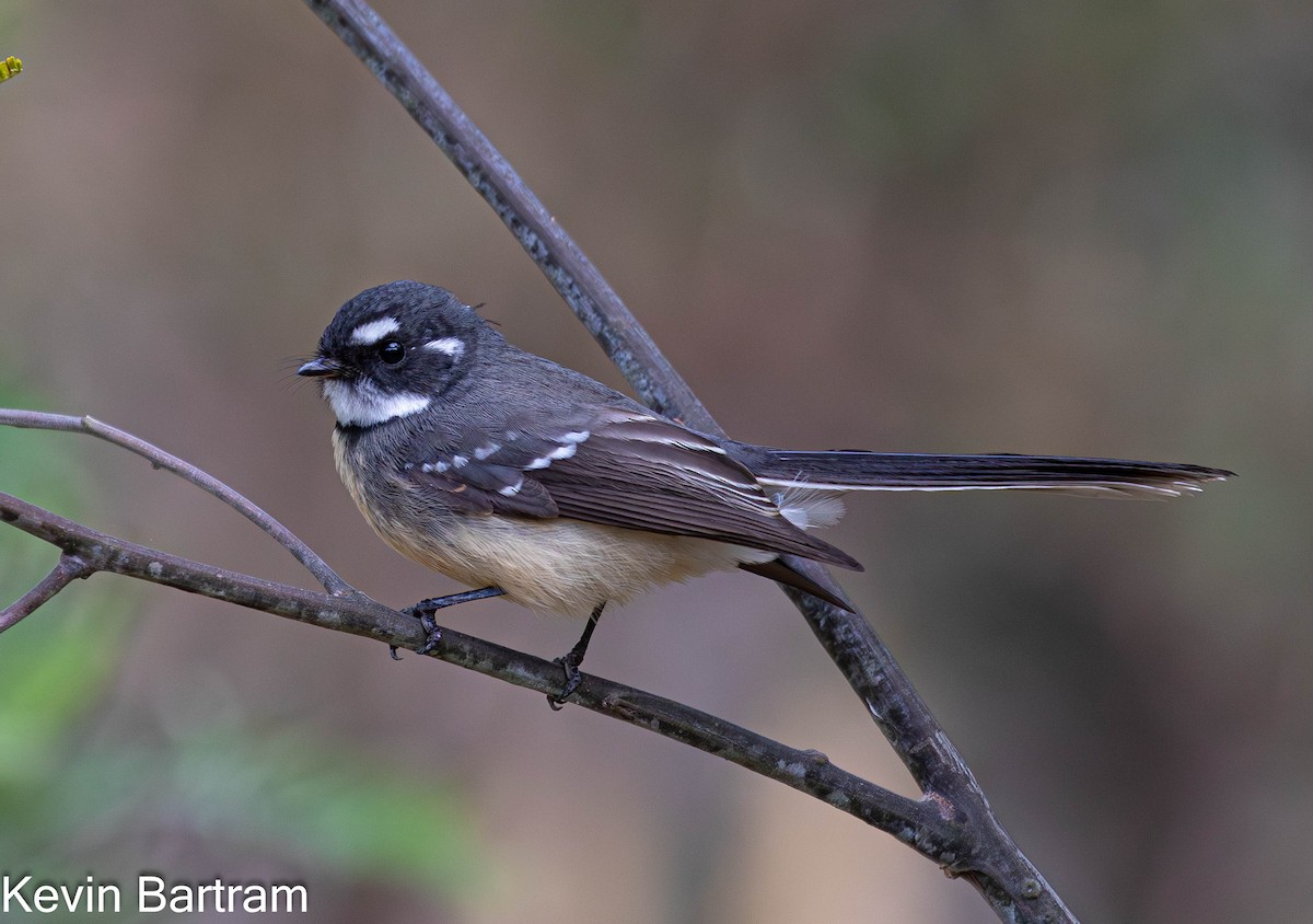 Gray Fantail (albiscapa) - ML617346351