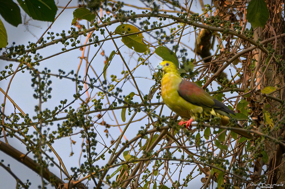 Wedge-tailed Green-Pigeon - ML617346369