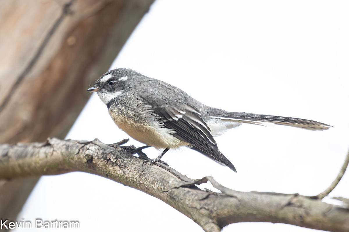 Gray Fantail (albiscapa) - ML617346539