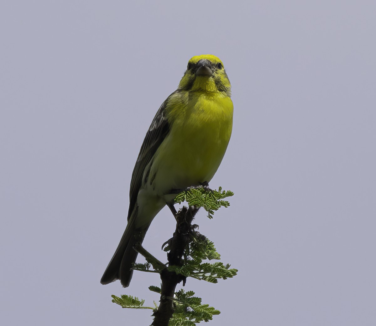 White-bellied Canary - ML617346555