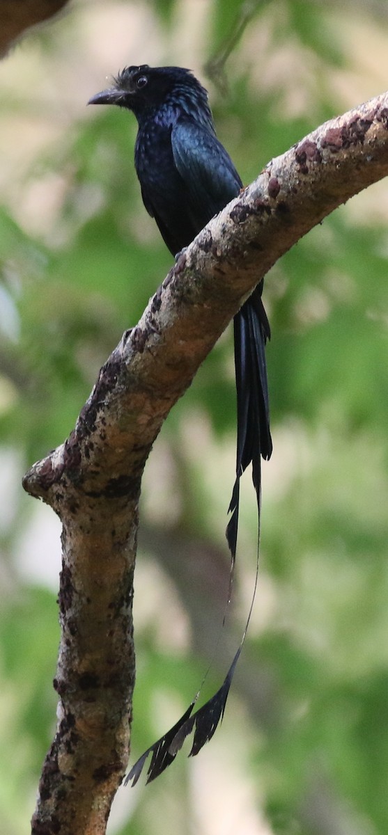 Greater Racket-tailed Drongo - ML617346602