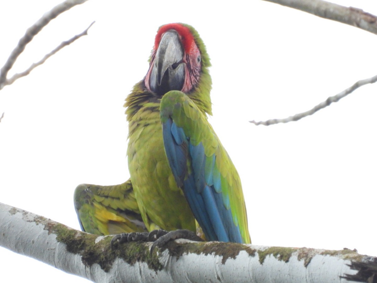 Great Green Macaw - ML617346682