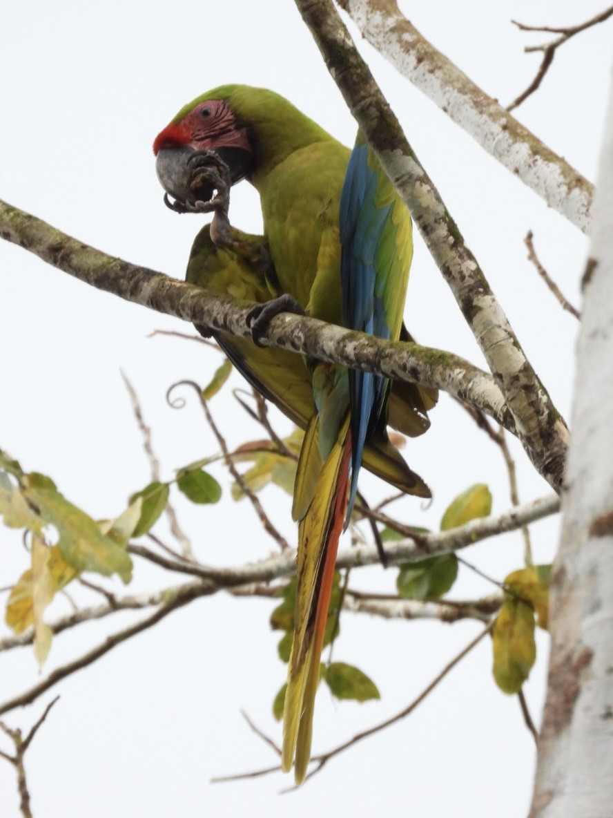 Great Green Macaw - ML617346683