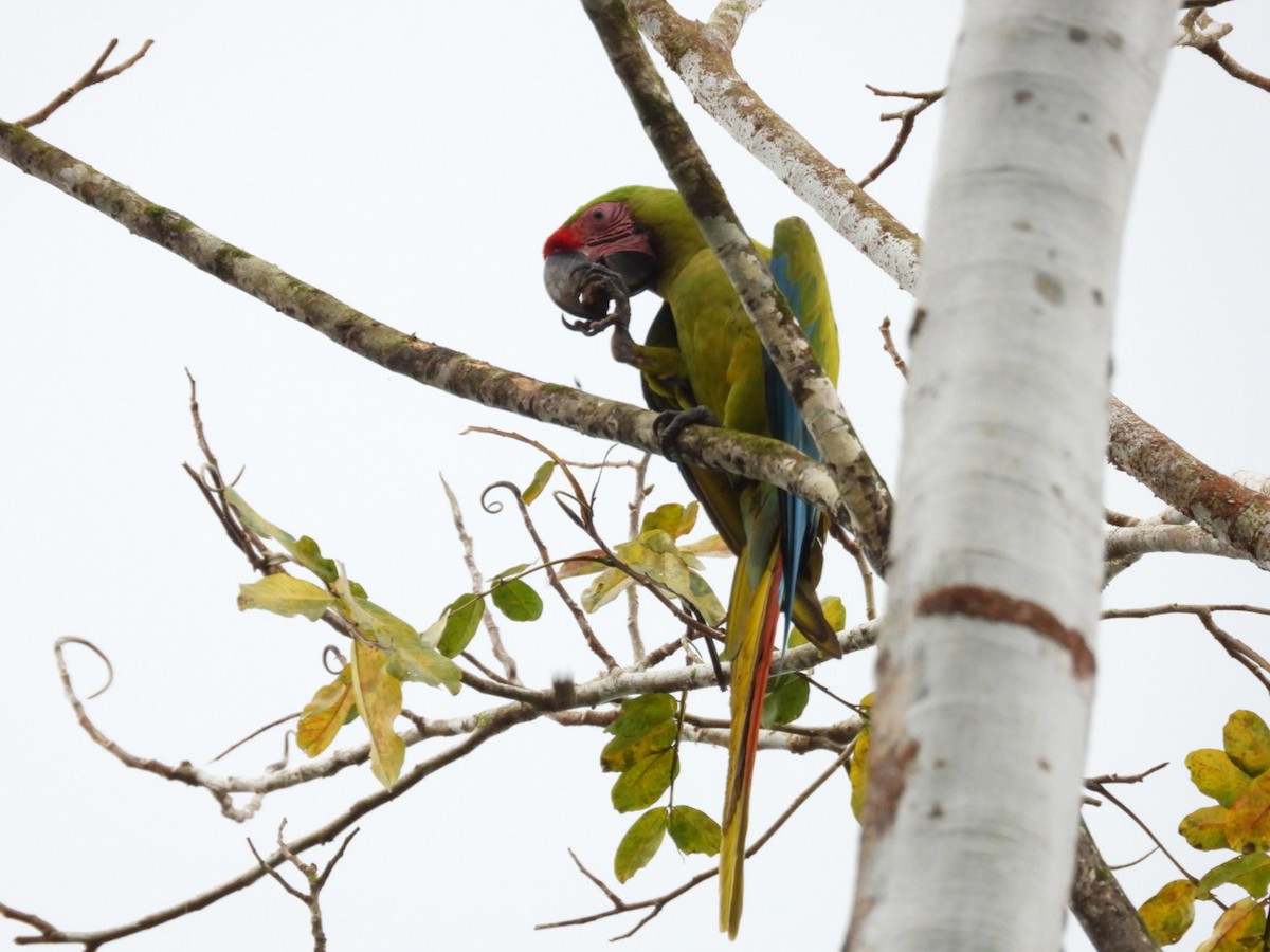 Great Green Macaw - ML617346684