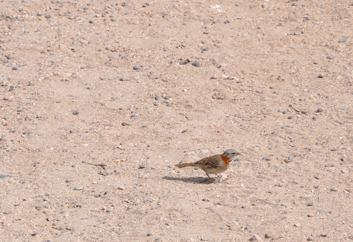 Rufous-collared Sparrow - Abigail Duvall