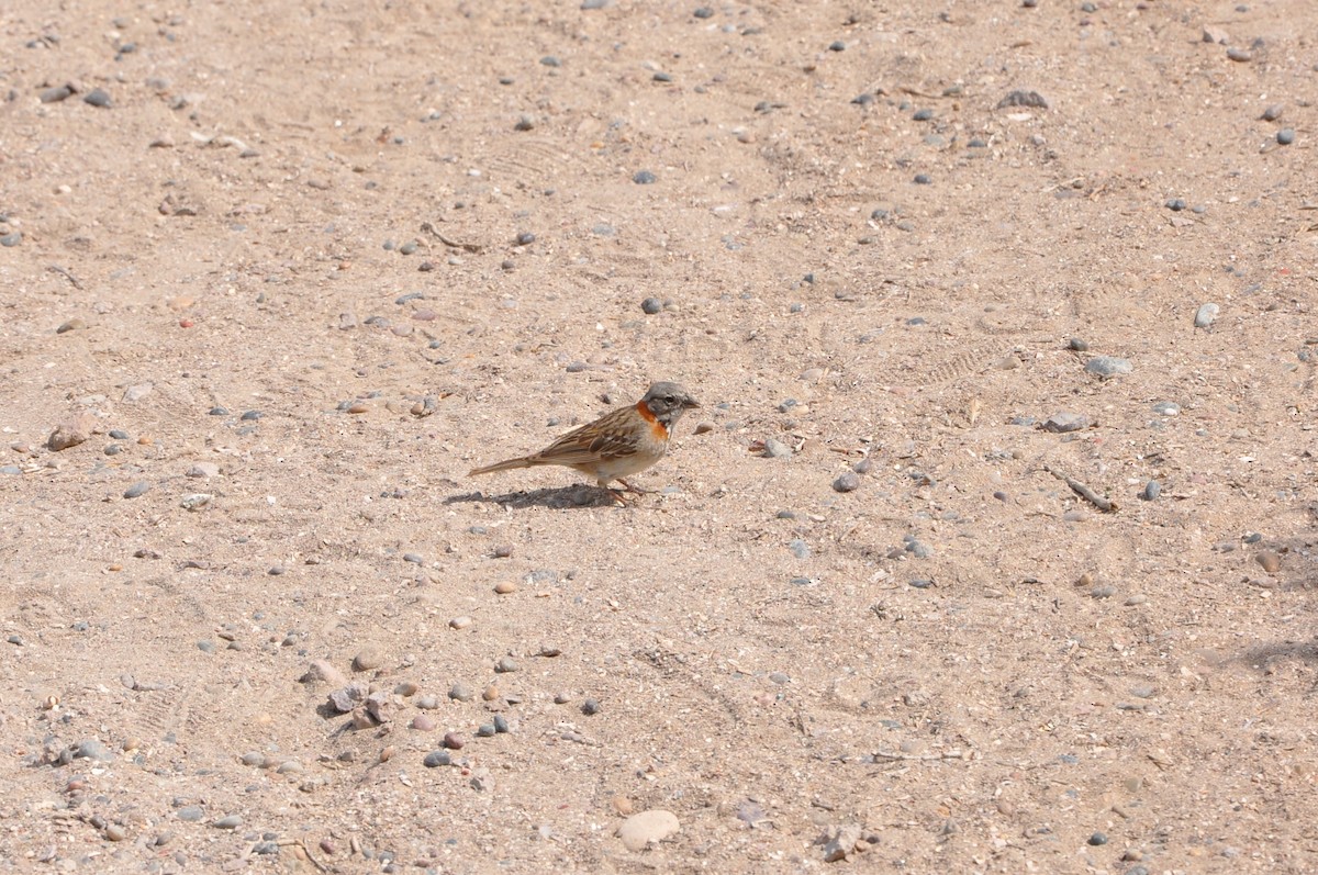 Rufous-collared Sparrow - ML617346756