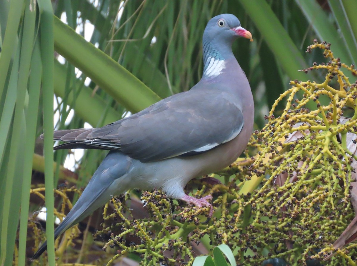 Common Wood-Pigeon - ML617346766