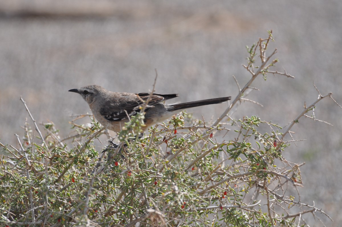 Patagonian Mockingbird - ML617346796