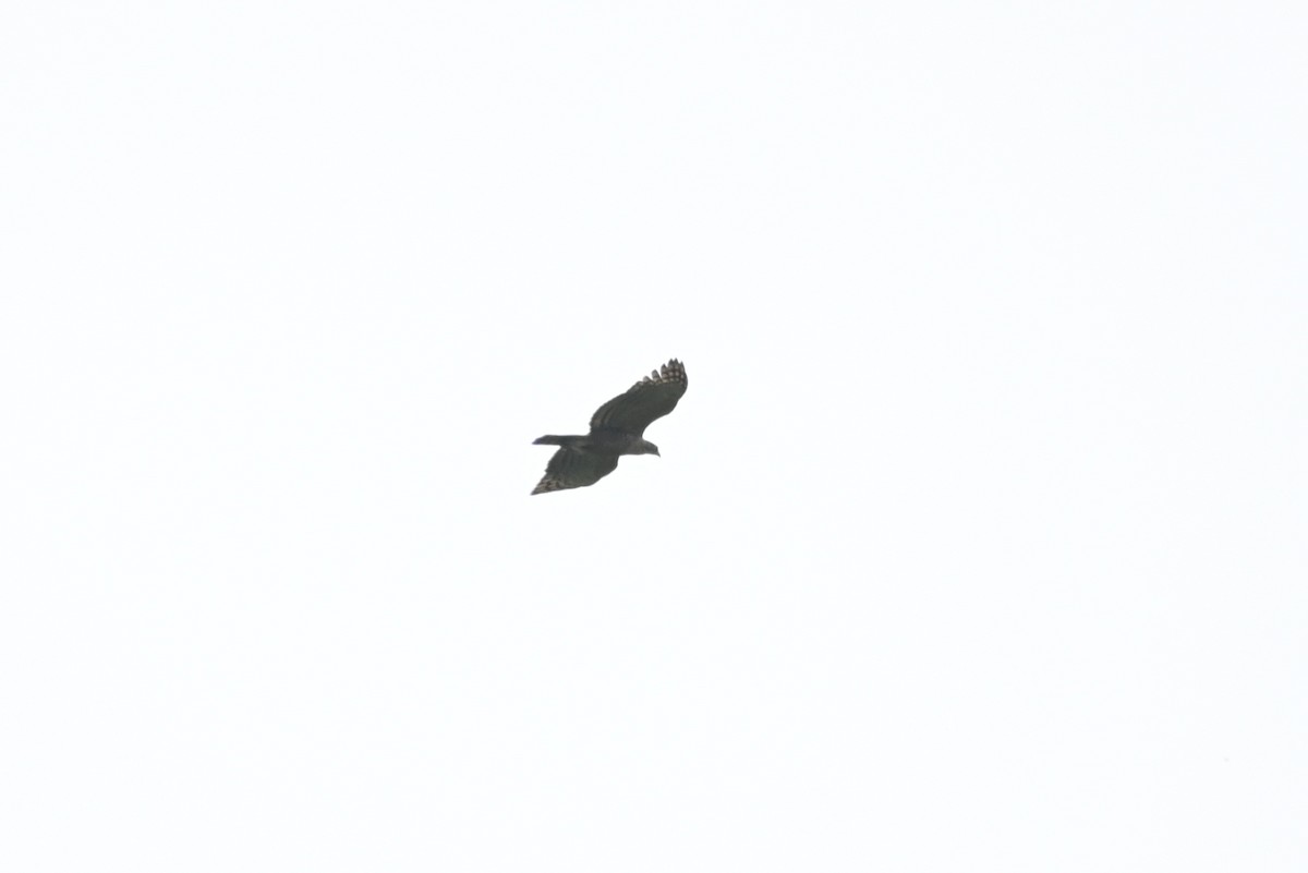 Цейлонский хохлатый орёл - ML617346896