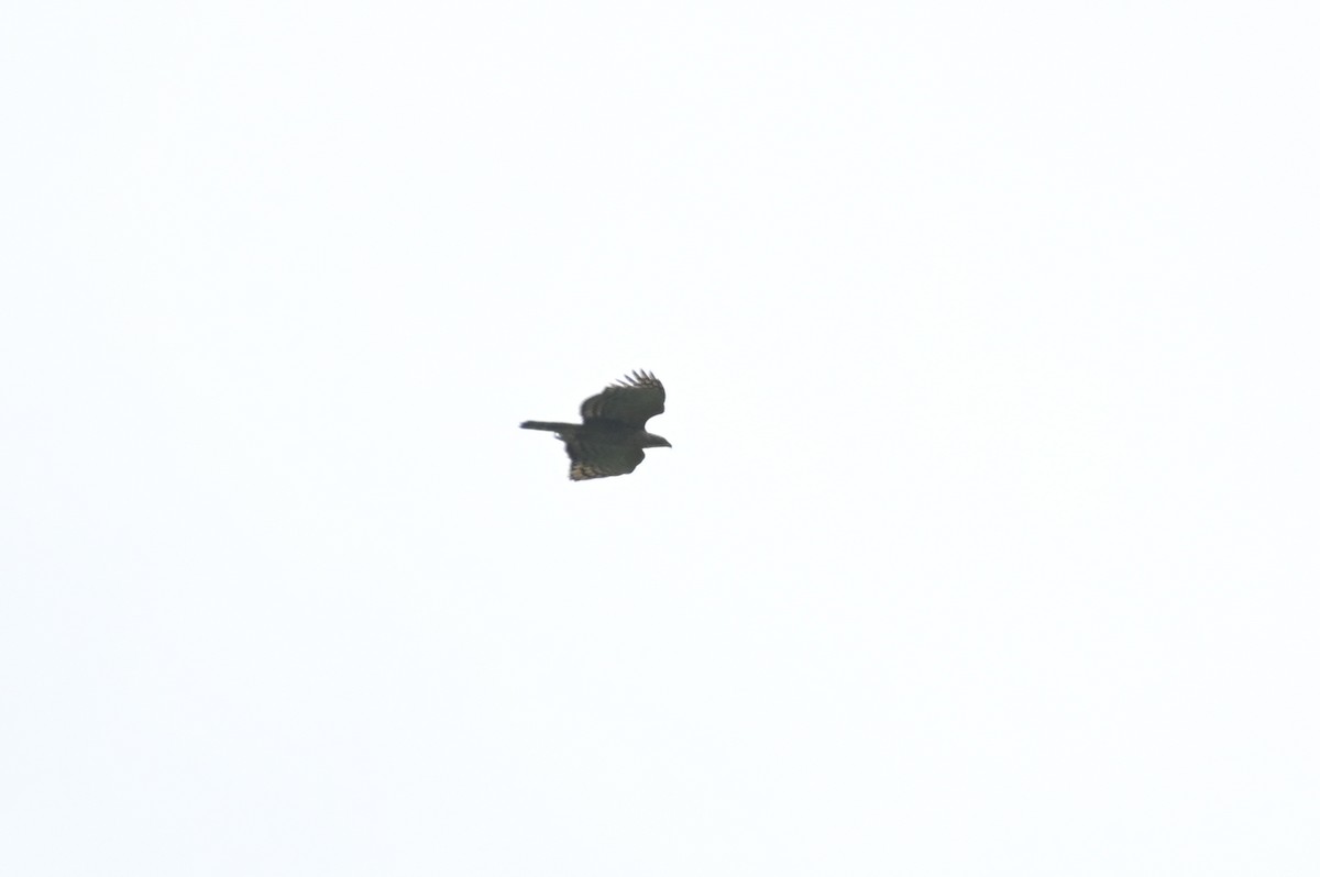 Цейлонский хохлатый орёл - ML617346897