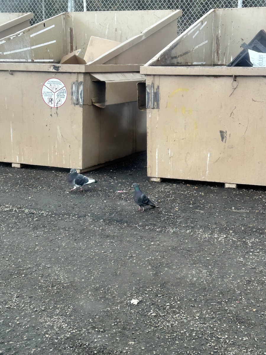 Rock Pigeon (Feral Pigeon) - ML617347083
