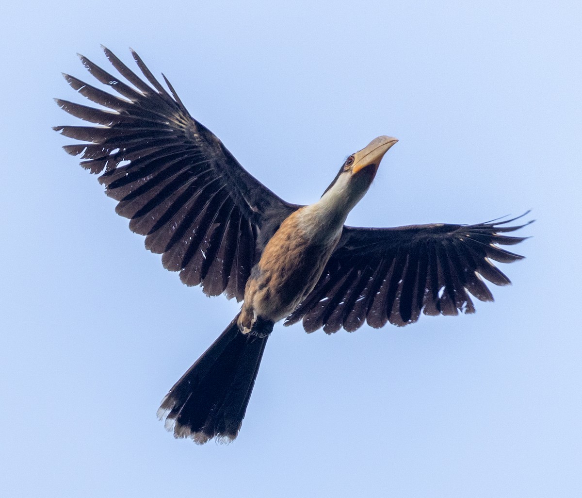 Brown Hornbill - Yagnik Sinha