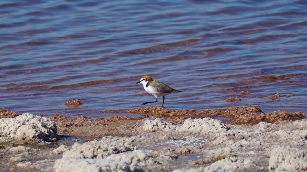 Red-capped Plover - ML617347190