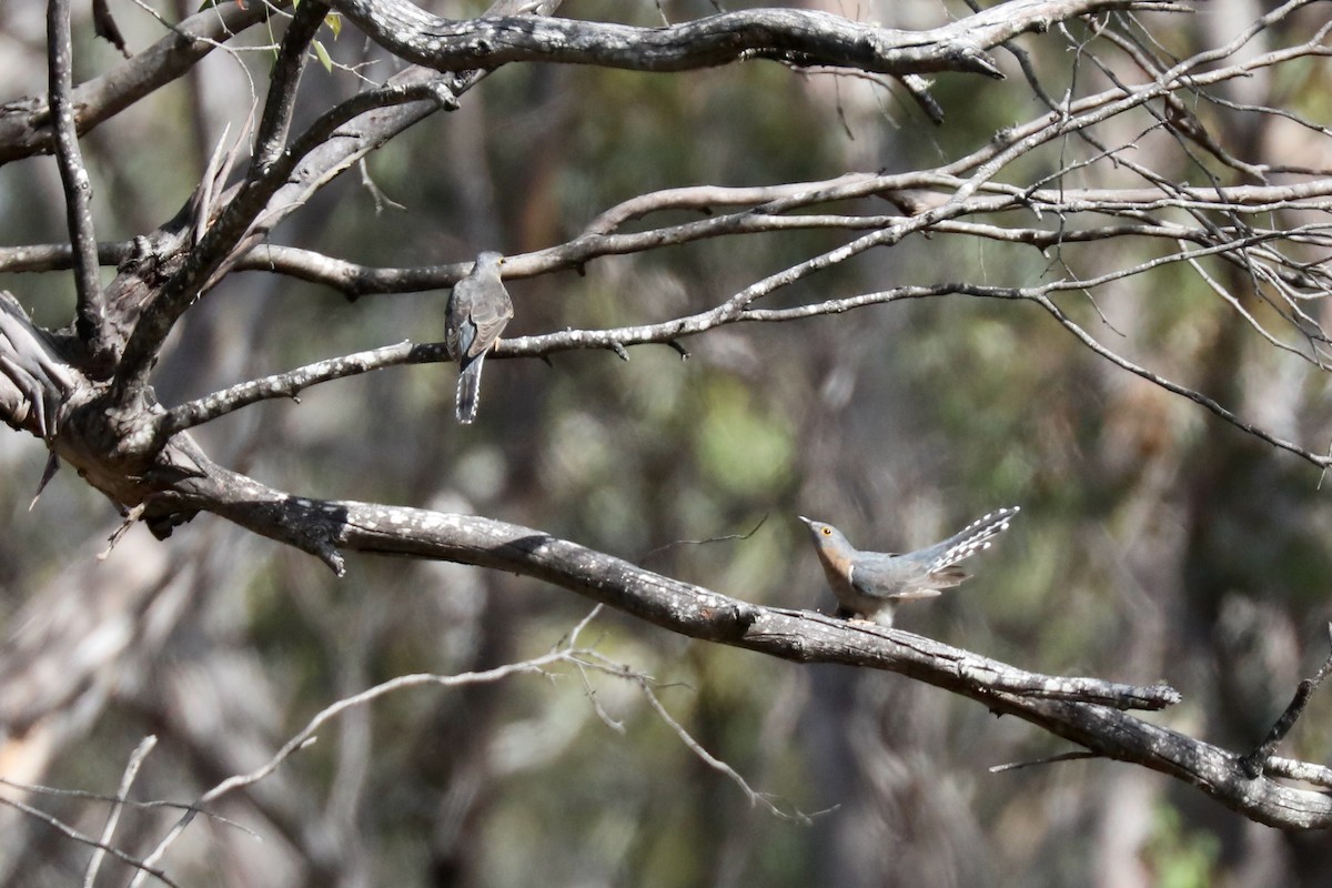 Fan-tailed Cuckoo - Henry Burton