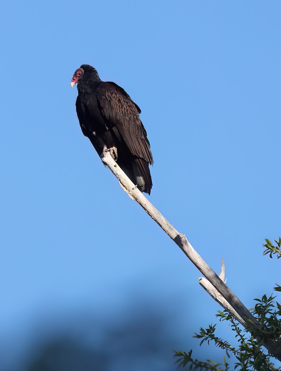 Turkey Vulture - ML617347214