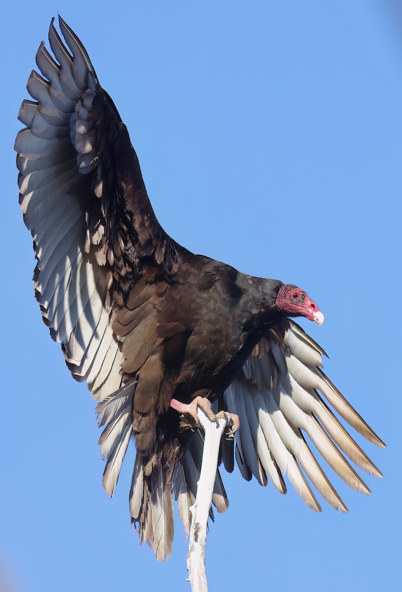 Turkey Vulture - ML617347215