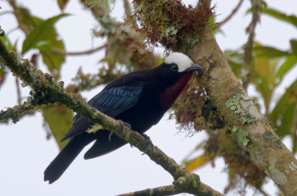 White-capped Tanager - ML617347219