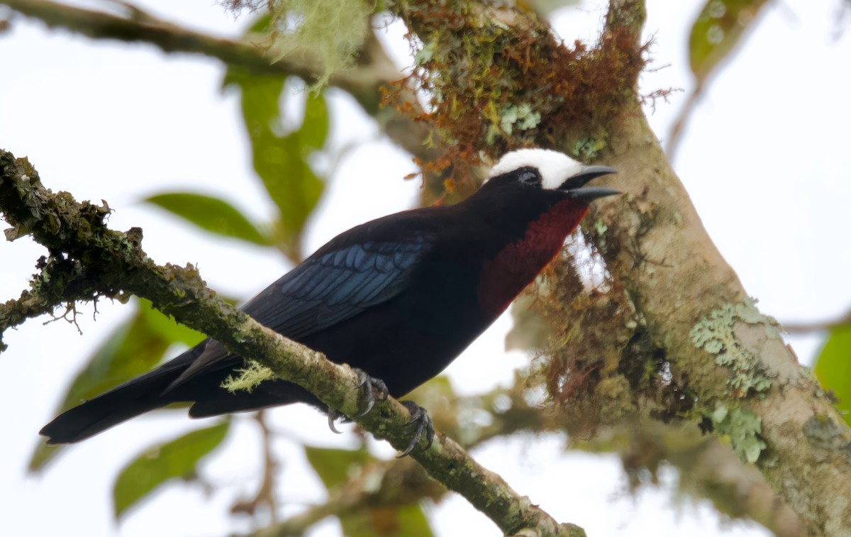 White-capped Tanager - ML617347221