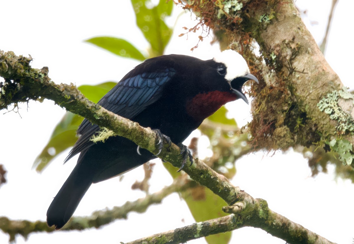 White-capped Tanager - ML617347222