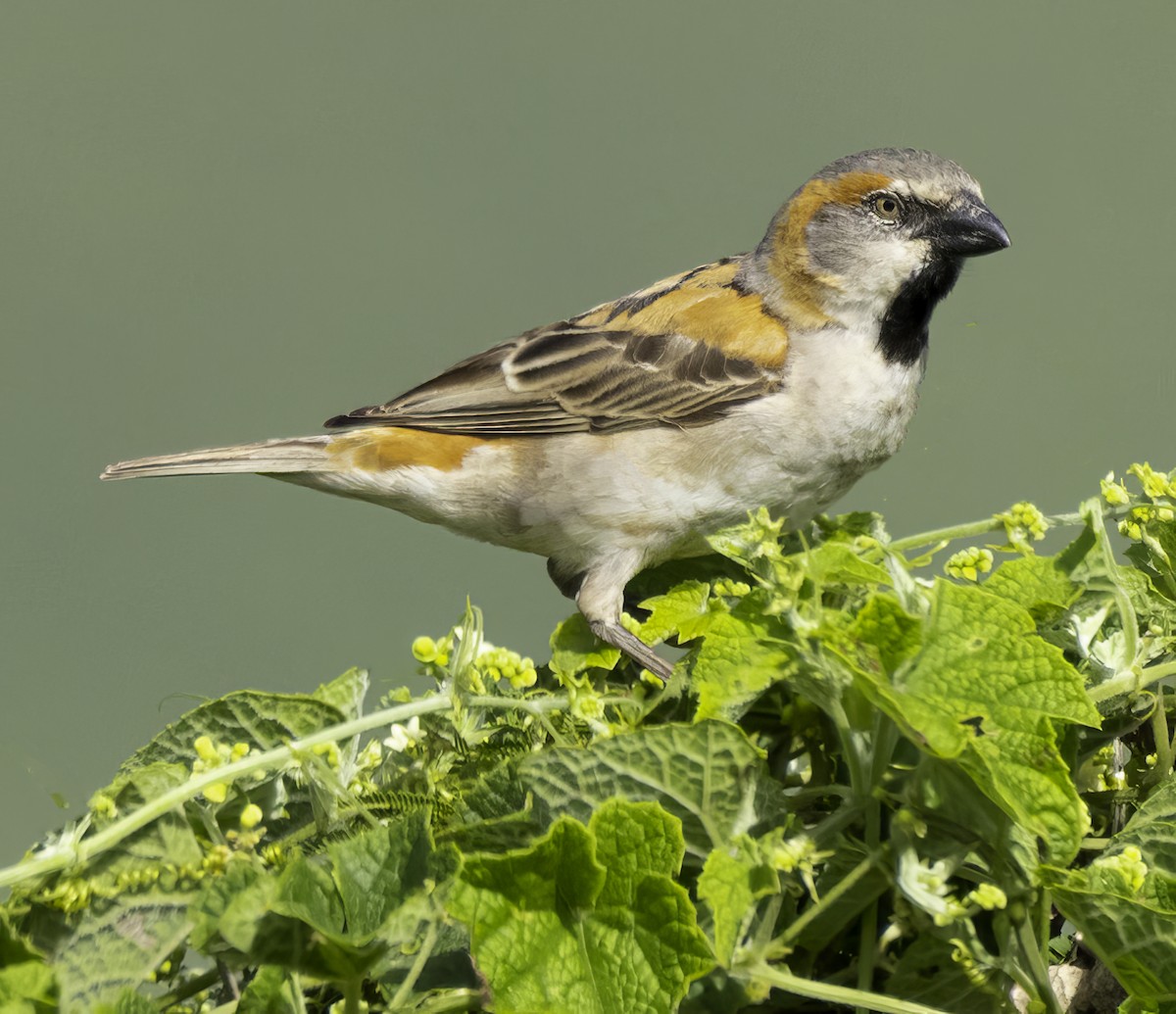 Kenya Rufous Sparrow - Julie Morgan