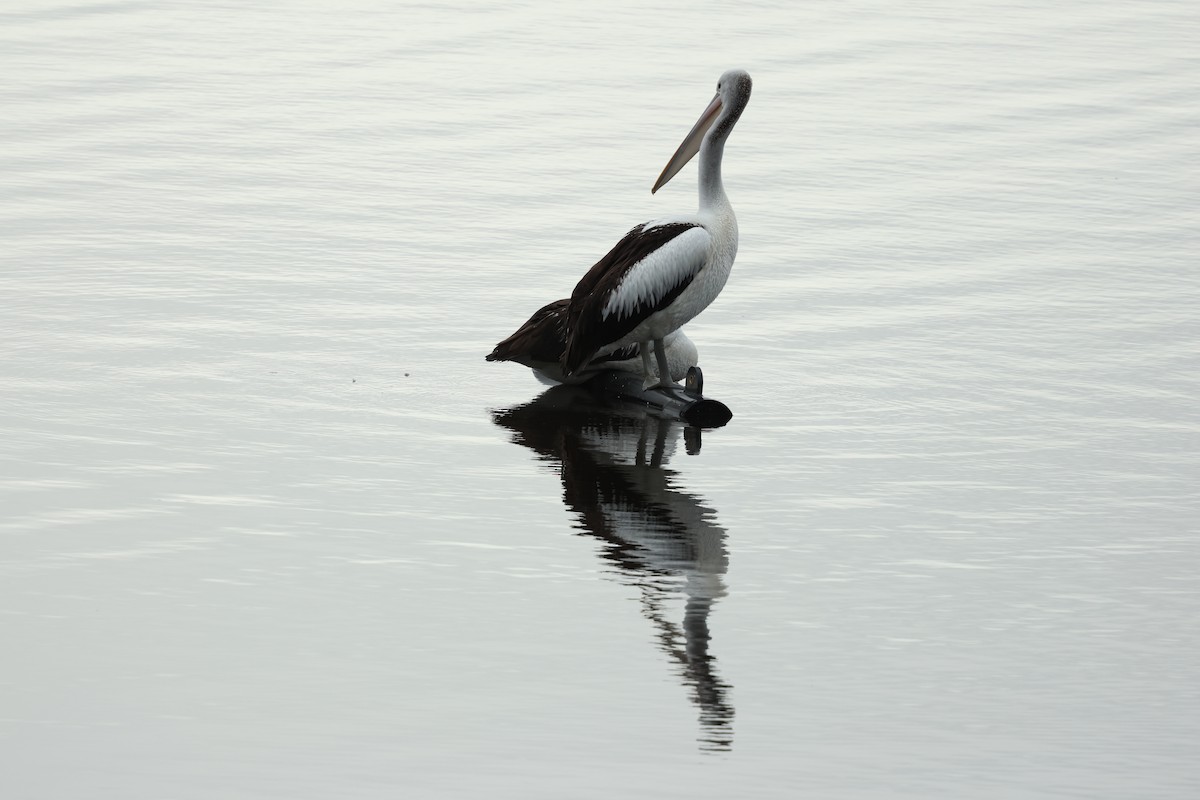 pelikán australský - ML617347359