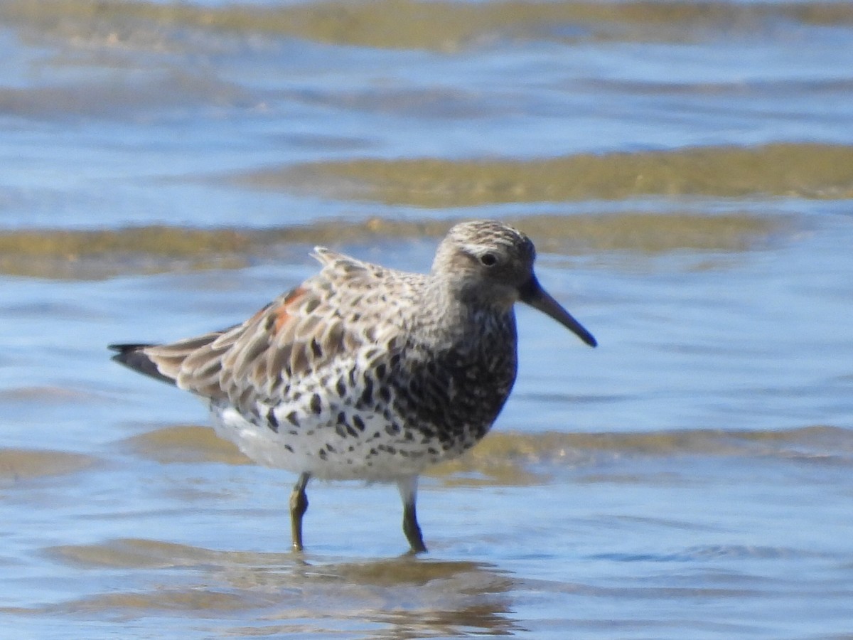 Great Knot - ML617347399