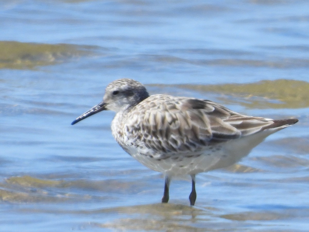 Great Knot - ML617347400