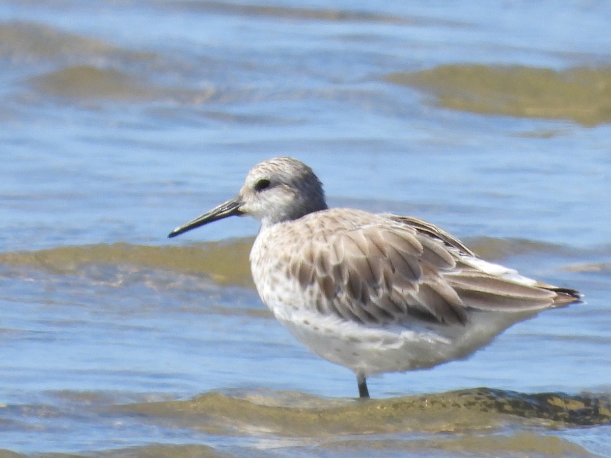 Great Knot - ML617347401