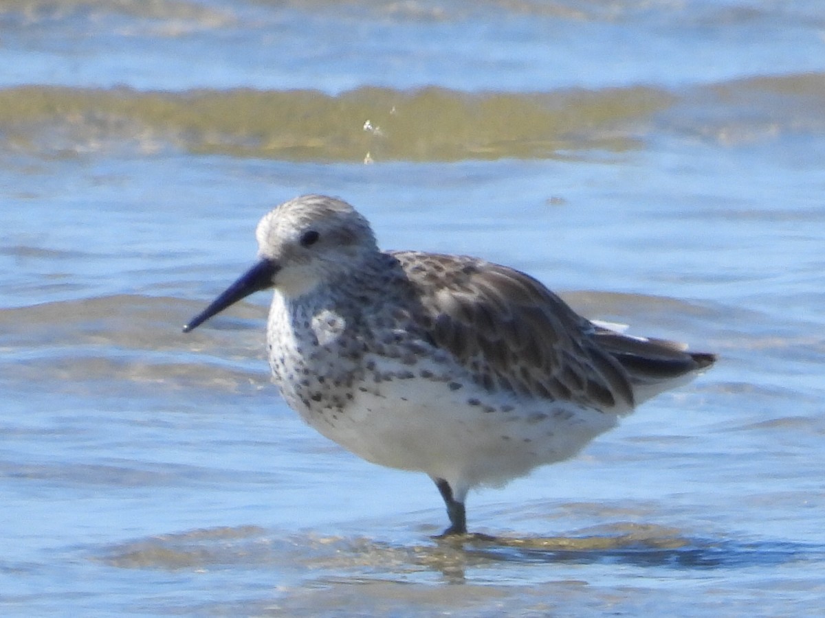 Great Knot - ML617347402