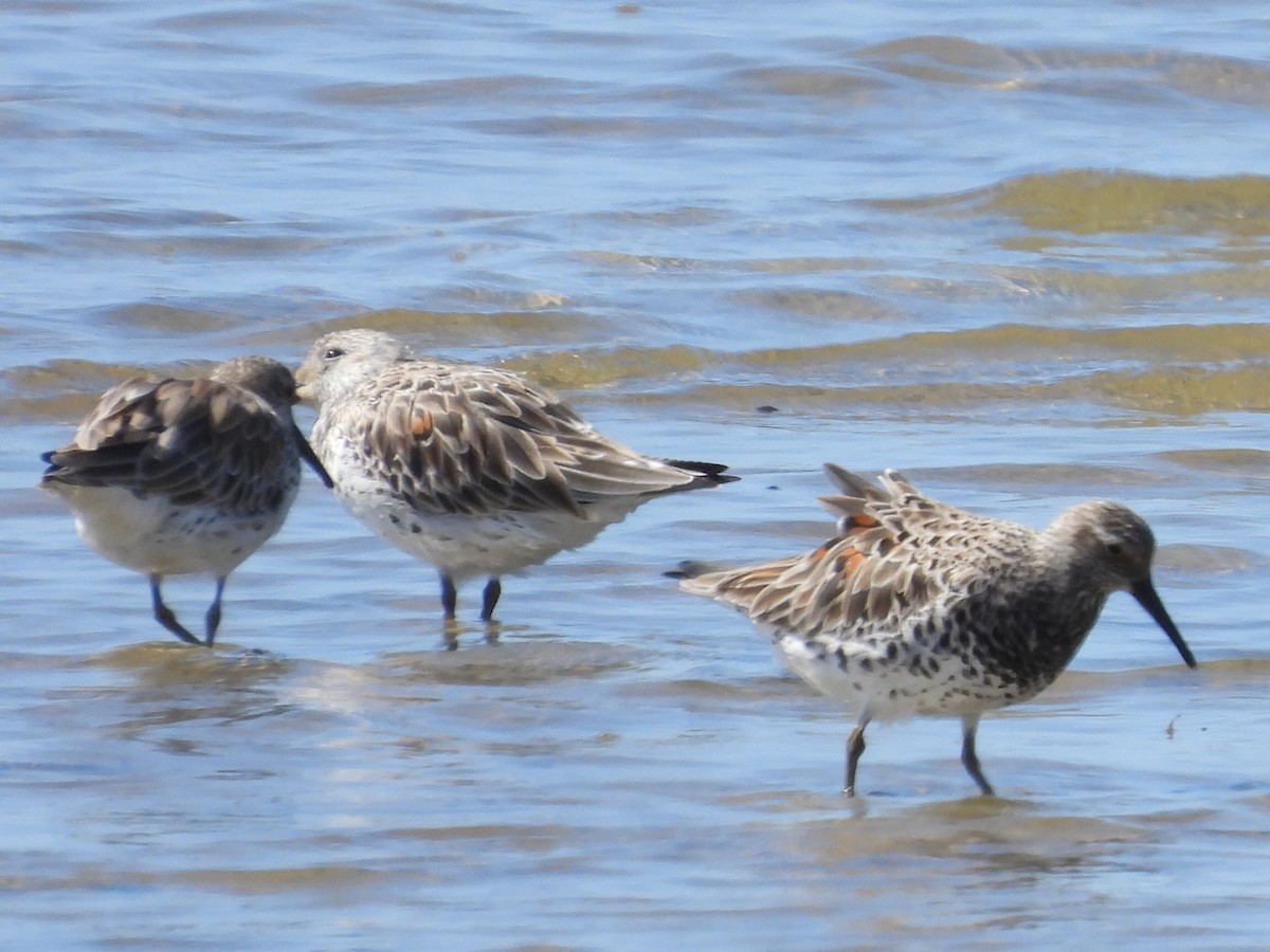 Great Knot - ML617347403